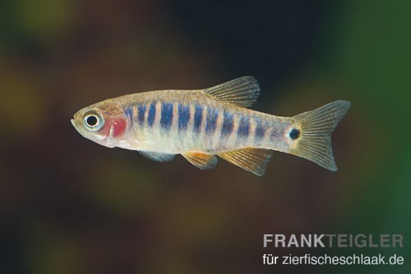 Querstreifen-Zwergbärbling - Danio erythromicron